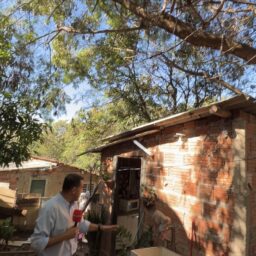 MN TV: Árvore ameaça casa de idosa na zona oeste de Marília