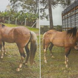 Empresa terceirizada da Prefeitura denuncia furto de 11 cavalos