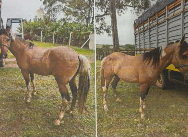 Empresa terceirizada da Prefeitura denuncia furto de 11 cavalos