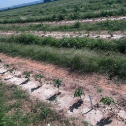 Custos dos fertilizantes e regras da UE desafiam produtores da região