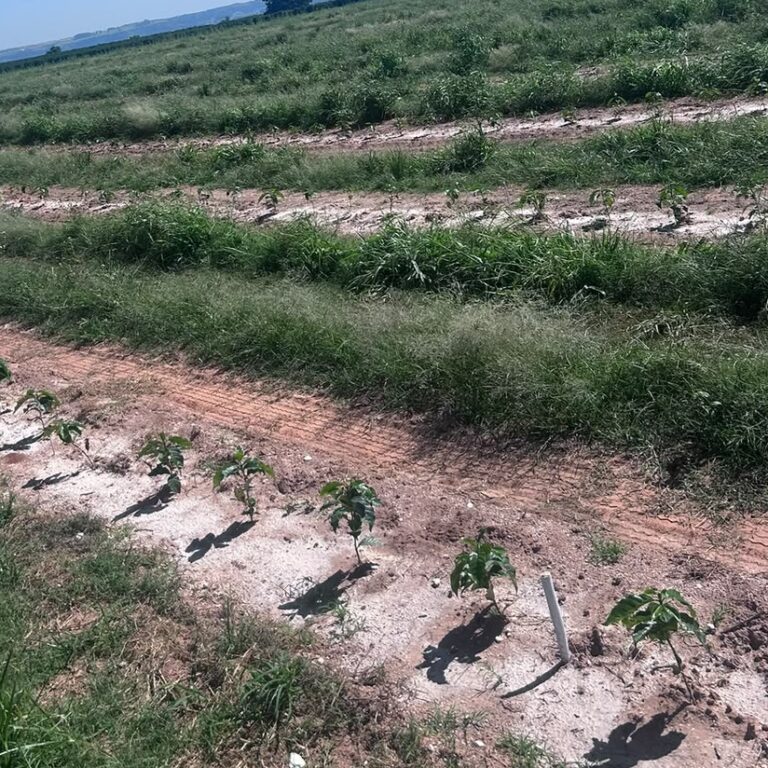 Custos dos fertilizantes e regras da UE desafiam produtores da região