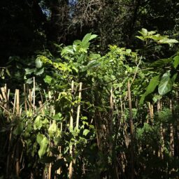 Programa Plante Aí ultrapassa 100 árvores plantadas em calçadas de Marília