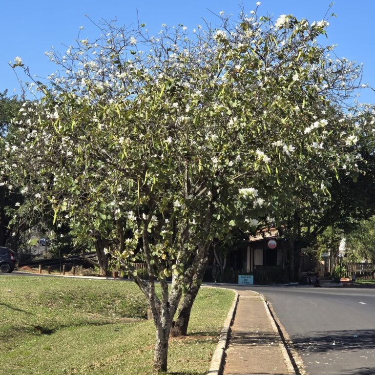 Pata-de-vaca floresce e transforma paisagem da avenida Carlos Pavarini