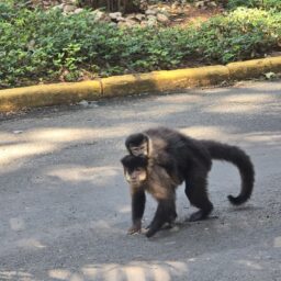 Administração orienta visitantes a não alimentarem animais no Bosque Municipal