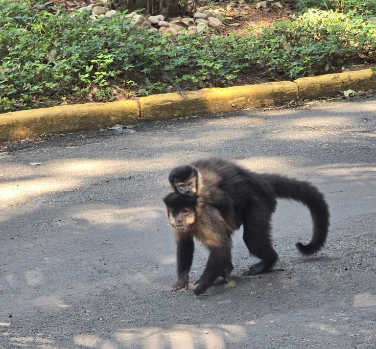 Administração orienta visitantes a não alimentarem animais no Bosque Municipal