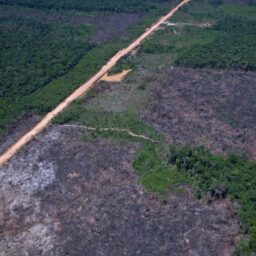Desmatamento na Amazônia cai 36,87% no último ano