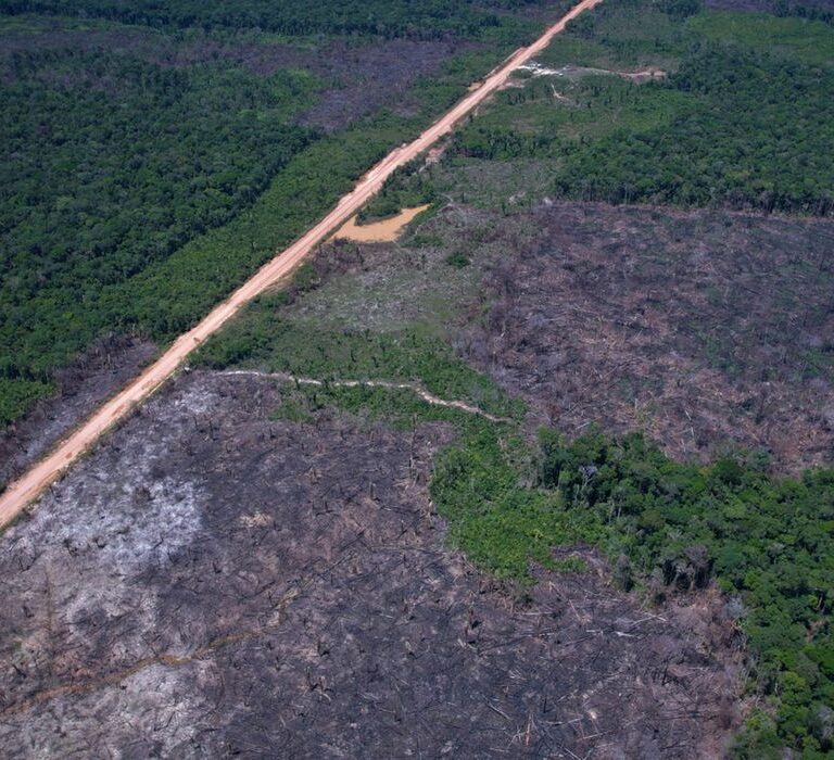 Desmatamento na Amazônia cai 36,87% no último ano