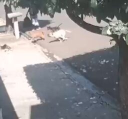 Homem é investigado em Marília após derrubar gata de árvore para ataque de cães
