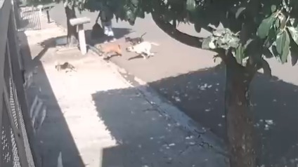 Homem é investigado em Marília após derrubar gata de árvore para ataque de cães