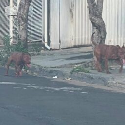 Cães da raça pit bull atacam mulher e matam seu cachorro em Marília