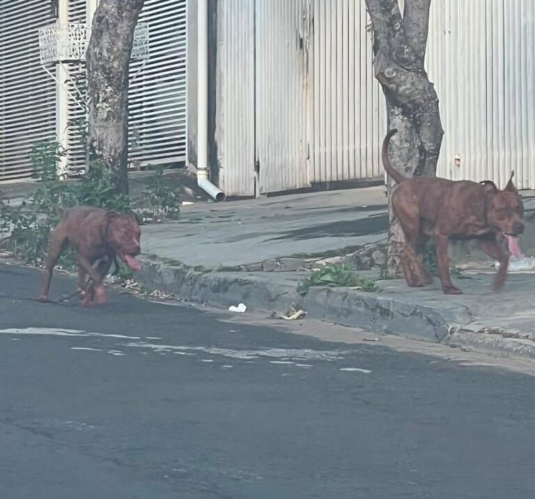 Cães da raça pit bull atacam mulher e matam seu cachorro em Marília