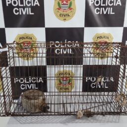 Polícia Civil prende dentista suspeito de maus-tratos contra animal em Marília